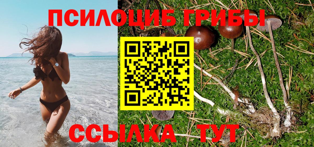 Галлюциногенные грибы Psilocybine cubensis Набережные Челны